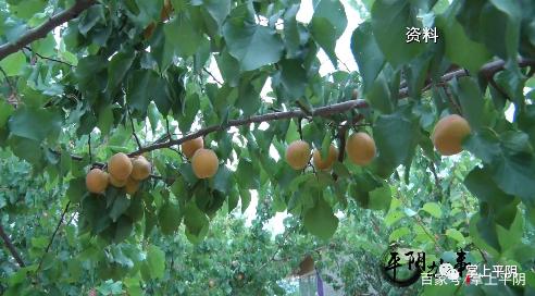 生态水果