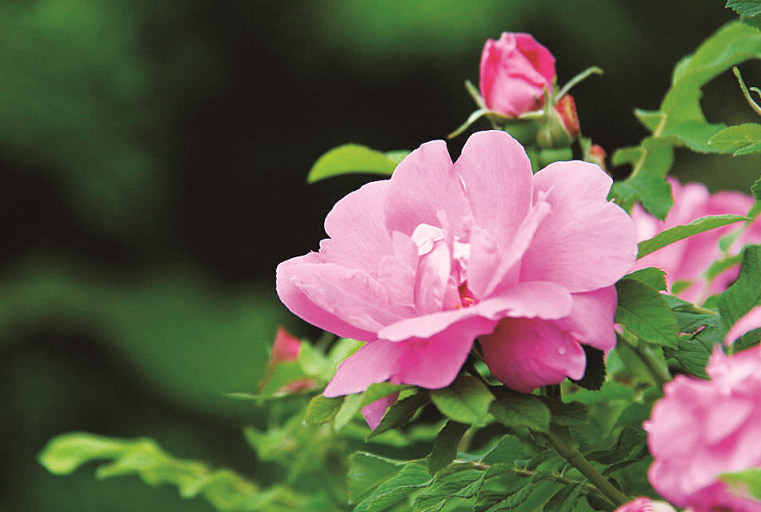 平阴玫瑰花